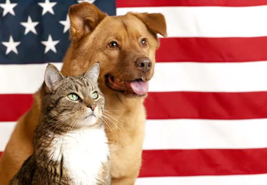 Town & Country Animal Hospital 6