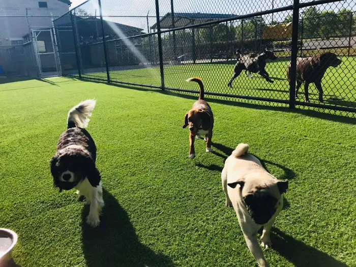 Town & Country Animal Hospital 8