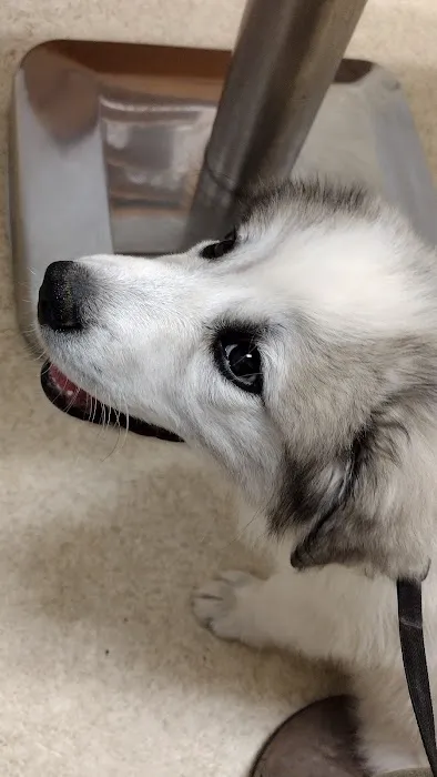 Athens Animal Hospital 5