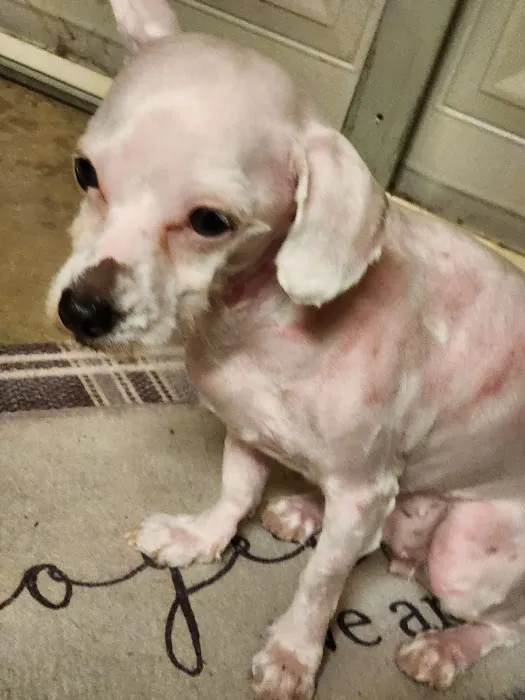 Athens Animal Hospital 1