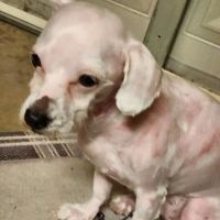 Athens Animal Hospital ico