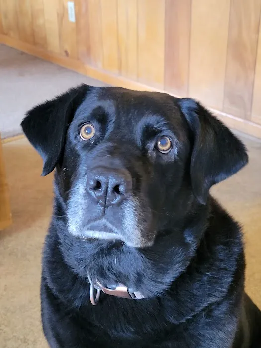 Companion Animal Care 10