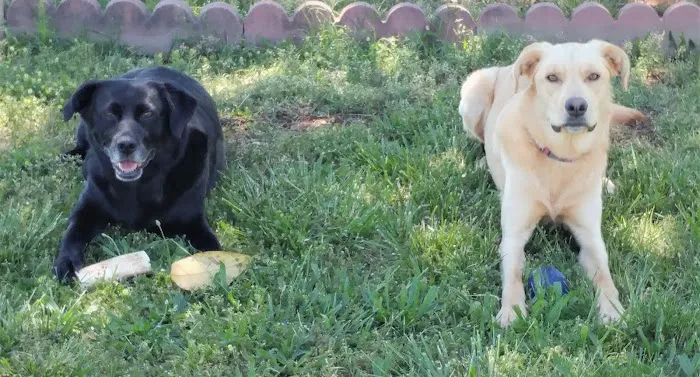 Companion Animal Care 1