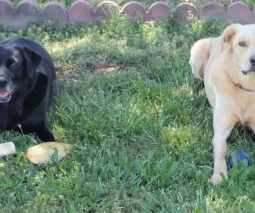 Companion Animal Care