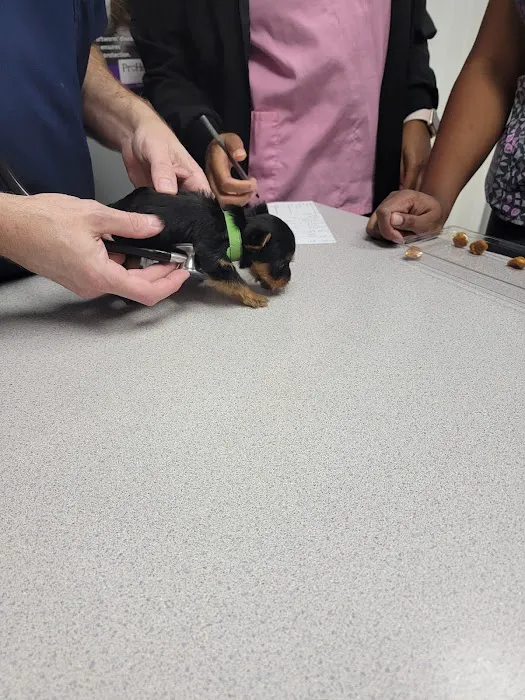 Companion Animal Care 8