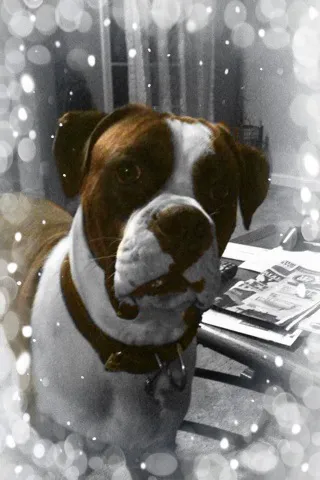 Companion Animal Care 2