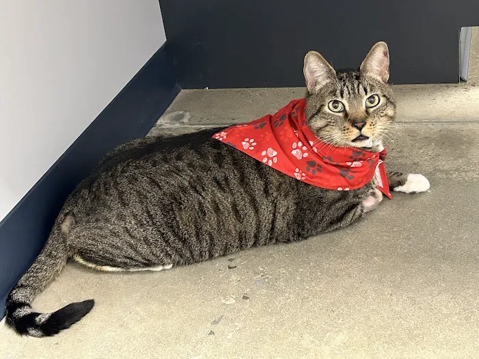 North Alabama Veterinary Emergency & Specialty 3