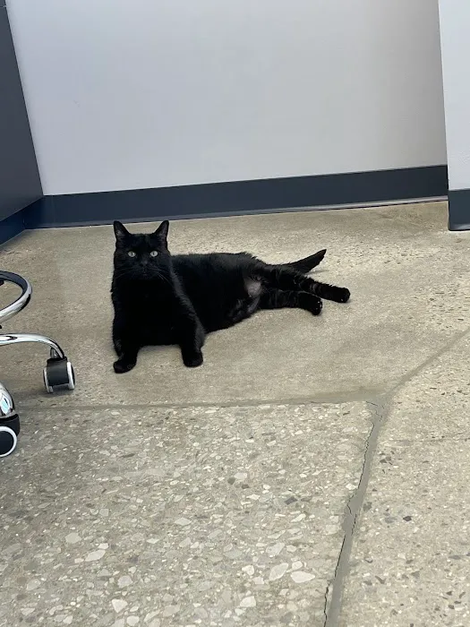 North Alabama Veterinary Emergency & Specialty 1