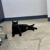 North Alabama Veterinary Emergency & Specialty ico