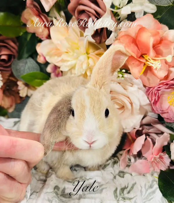 Aura Rose Rabbitry 9