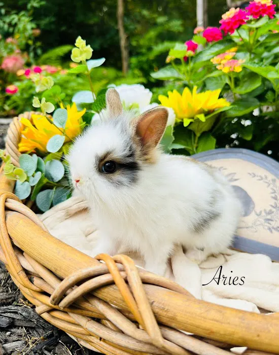 Aura Rose Rabbitry 3