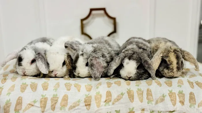 Aura Rose Rabbitry 1