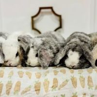 Aura Rose Rabbitry ico