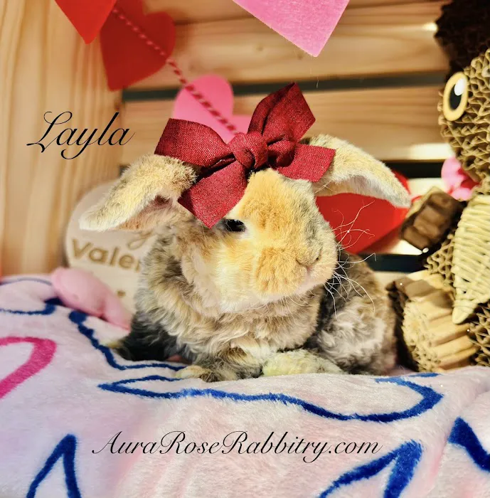 Aura Rose Rabbitry 8