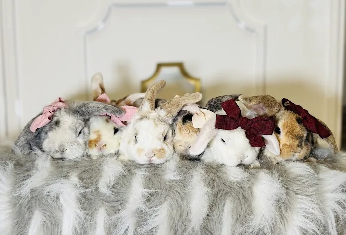 Aura Rose Rabbitry 5