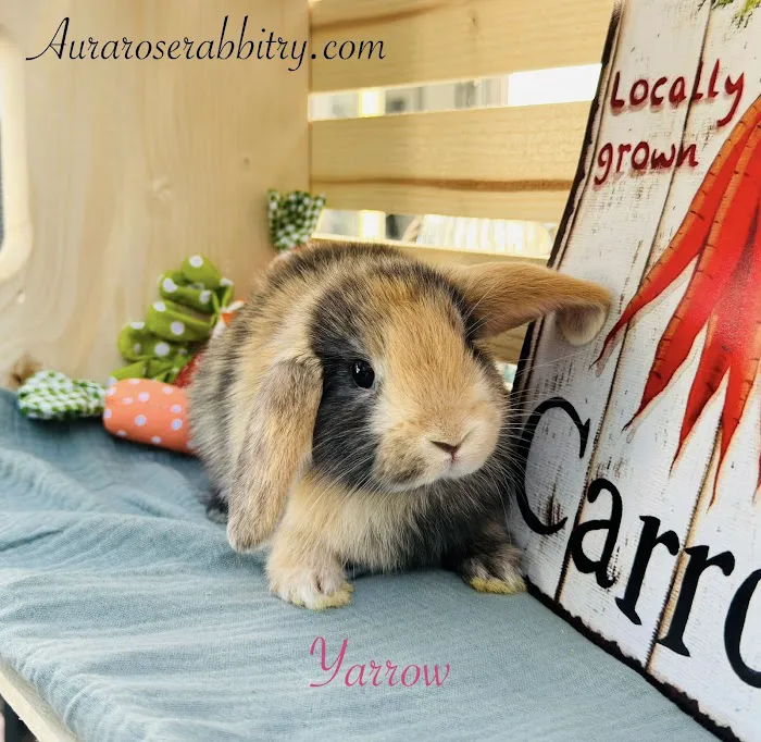 Aura Rose Rabbitry 4