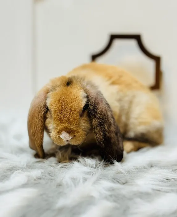 Aura Rose Rabbitry 6