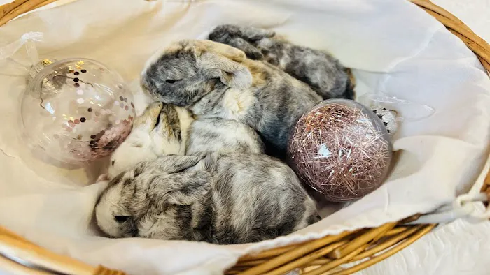 Aura Rose Rabbitry 10