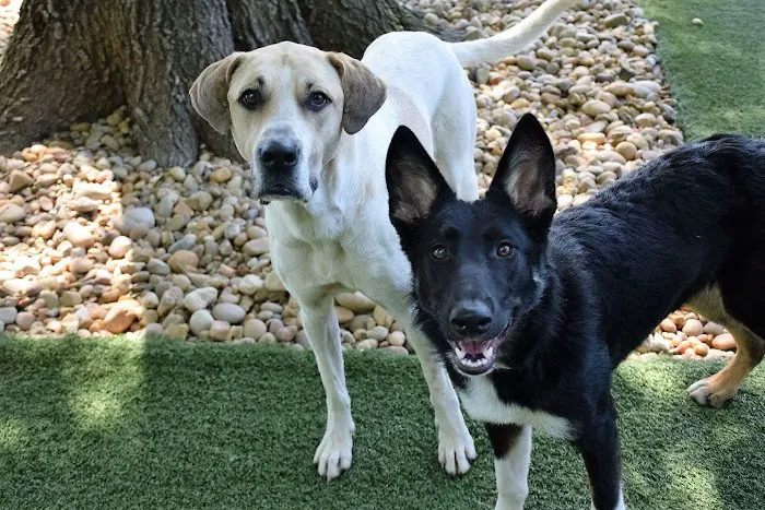 Madison Veterinary Hospital 6