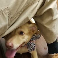 West Madison Veterinary Hospital and Pet Resort ico