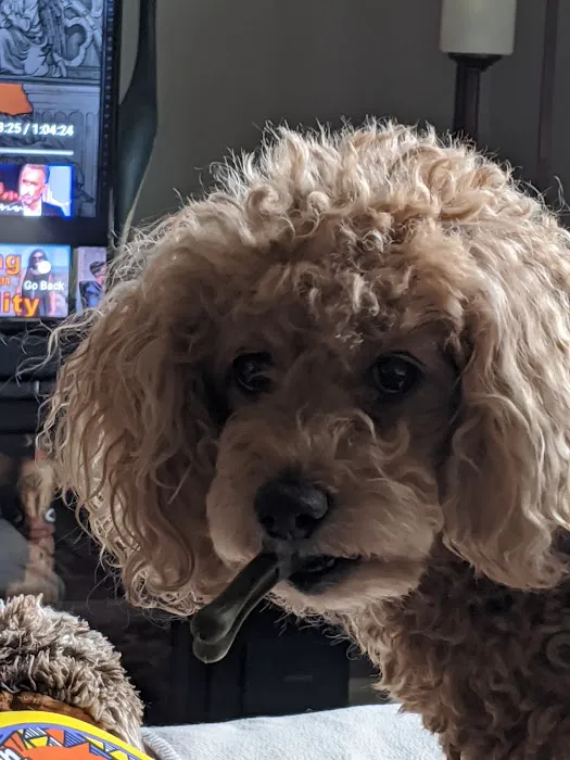 Pet-Agrees Wellness Services 6