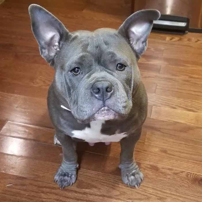 Pet-Agrees Wellness Services 3