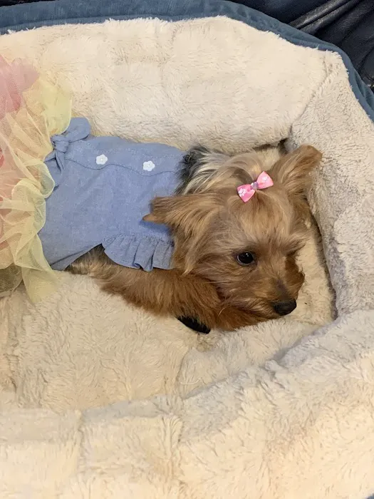 Pet-Agrees Wellness Services 1