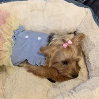 Pet-Agrees Wellness Services ico