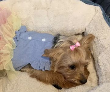 Pet-Agrees Wellness Services