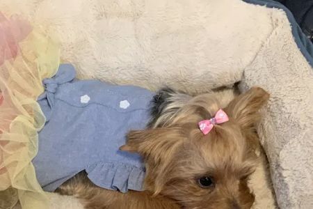 Pet-Agrees Wellness Services