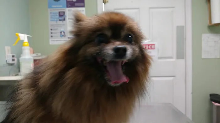 Pet-Agrees Wellness Services 4