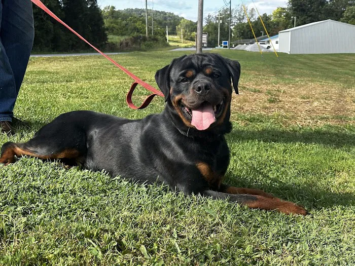 Pet-Agrees Wellness Services 9