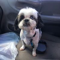 White County Veterinary Hospital ico