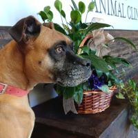 Moses Animal Clinic ico