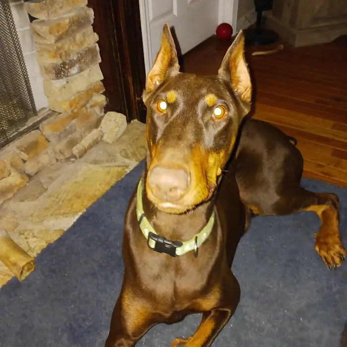 Boyd Veterinary Clinic 12