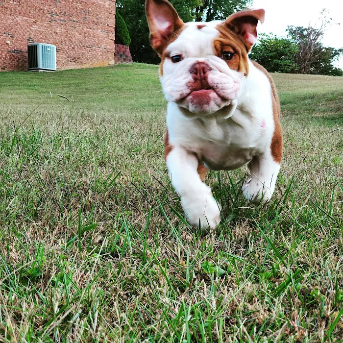 Boyd Veterinary Clinic 12