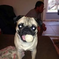 Flatt Veterinary Clinic ico