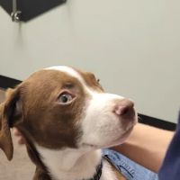 Best Friends Veterinary Hospital ico