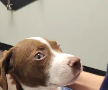 Best Friends Veterinary Hospital