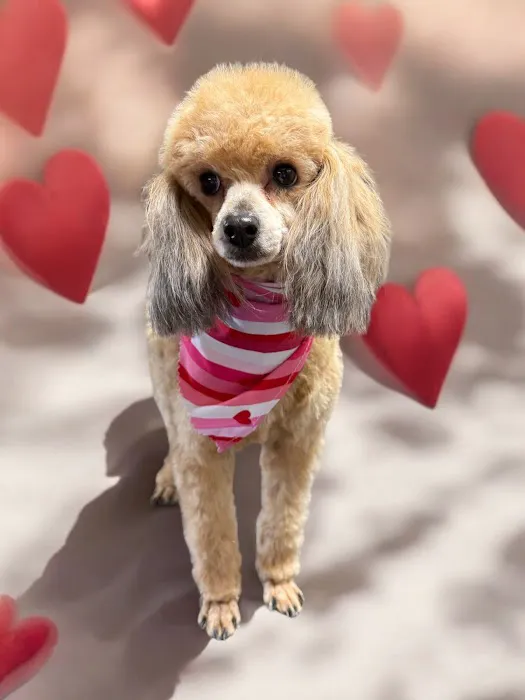 Best Friends Veterinary Hospital 3