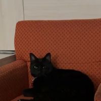 Major Mike Shipley Spay & Neuter Clinic ico