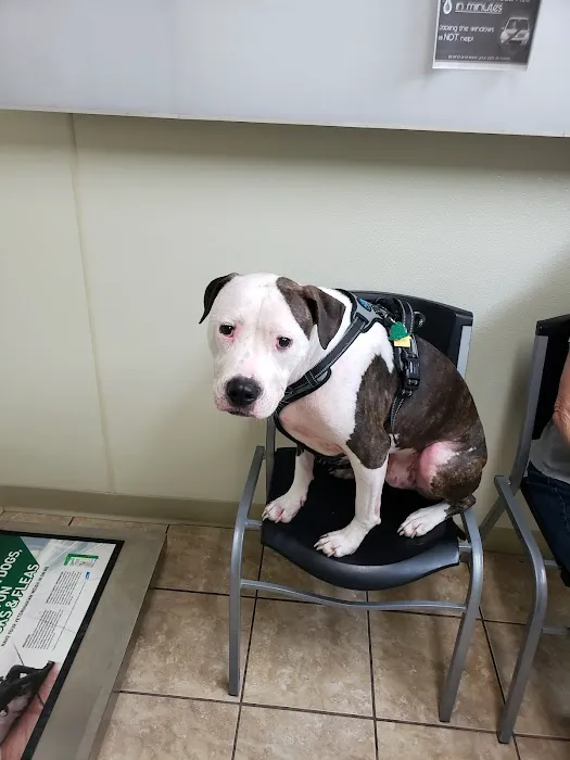 Animal Medical Clinic PC 2