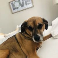 Animal Medical Clinic PC ico
