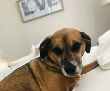 Animal Medical Clinic PC