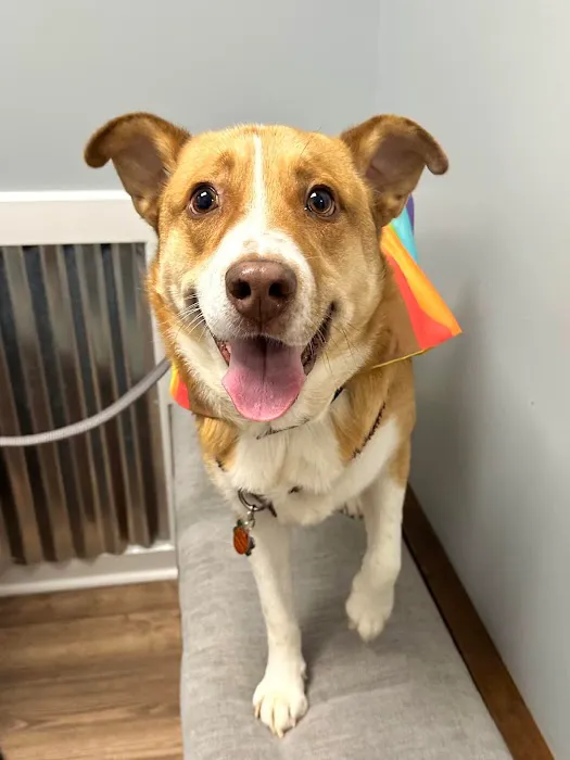 Rocket City Veterinary Hospital 1