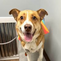 Rocket City Veterinary Hospital ico