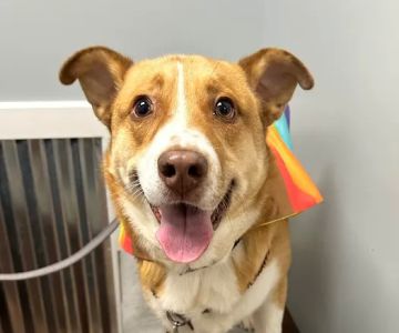Rocket City Veterinary Hospital