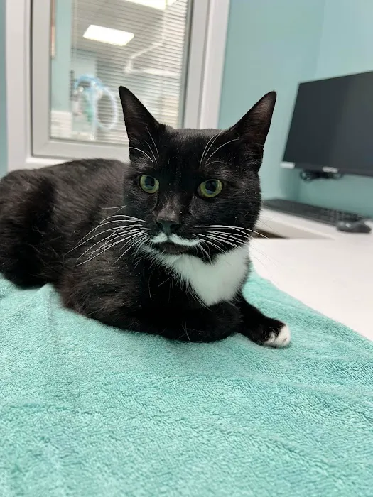 Rocket City Veterinary Hospital 7