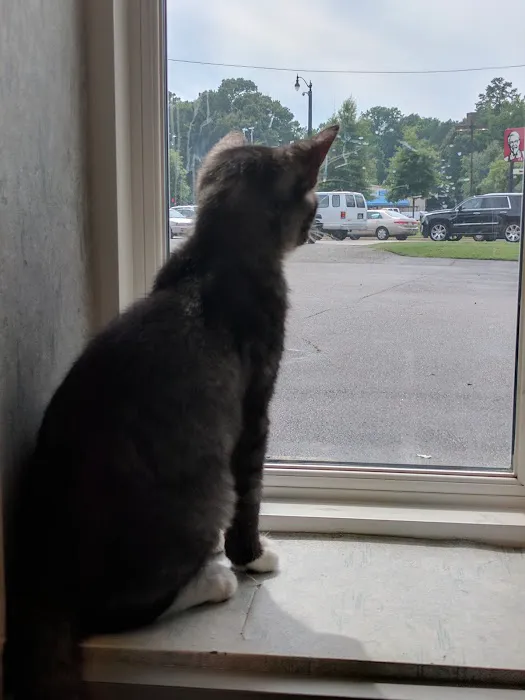 VCA Boulevard Animal Hospital 5