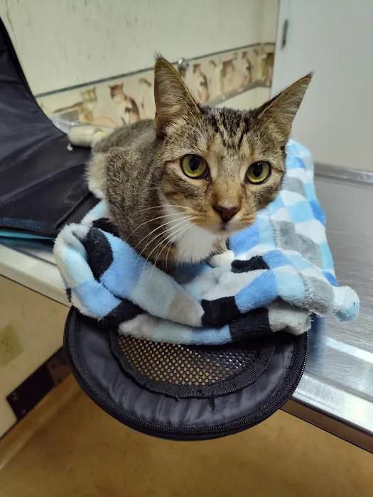 VCA Boulevard Animal Hospital 1